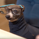 pastel-rose-prince avatar