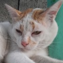 pastelconnoisseur avatar