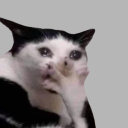 pastelfairyprince avatar