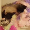 pastelferret-archive-blog avatar