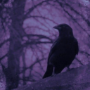 pastelghostsilhouette avatar