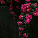 pastelglitterz avatar