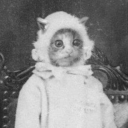 pastelpinkelephant avatar