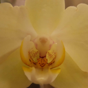 pastelprettythings avatar