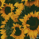 pastelsharkteeth avatar