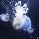 pastlivesandfracturedmemories avatar