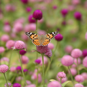 patchouli-and-linen avatar
