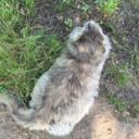 patchwork-lynx avatar