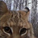 patchworktiger avatar