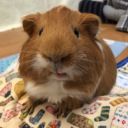 patheticpomegranite avatar