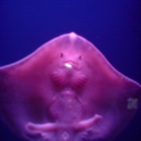 pathogenicity avatar