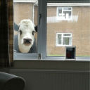 pathological-ppl-plzr avatar