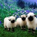 patonoinverno avatar