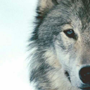 patriciabalensiefen avatar