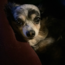 patricksfemur avatar