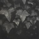 patternsintheivy avatar