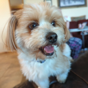 pavane-for-a-dead-hornist avatar