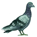 pavlovs-pigeon avatar