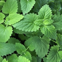 pawforthecourse avatar