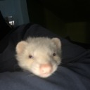 pawgalertmoviereviews avatar