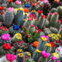 pawn-shoop-blues avatar