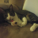 paws-gills-and-polyps avatar