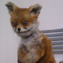 paws-n-paradise avatar