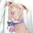 pawtervention avatar