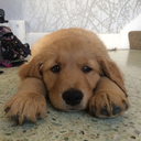 pawtnersincrime-blog avatar