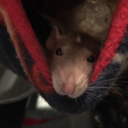 paxrodentia avatar