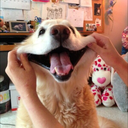 peace-dream-truelove avatar