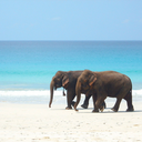 peaceful-being avatar