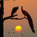 peacefulpeacock avatar