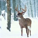 peacefulrelaxation avatar