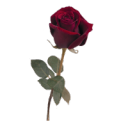 peacevigilcnce avatar