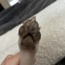 peaches-and-raspberries avatar