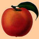 peachgeek avatar