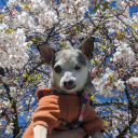 peachie-creme avatar