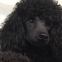 peachiepoodle avatar