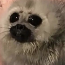 peachykeentingz avatar