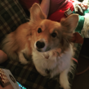 peachythecorgi avatar