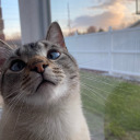 peachyybubblez avatar