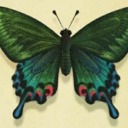 peacock-empire-ac avatar