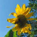 peacockandakitten avatar