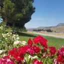 peacockfeather avatar