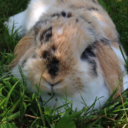 peanut-the-bunny avatar