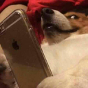 peanutbutter105 avatar