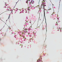 peanutbutterziam avatar