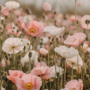 pearlescent-poppies avatar