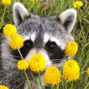 pearleyesblue avatar